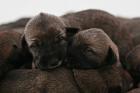 Verkaufe Irische Wolfshund-Welpen in Polen