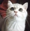 Schmusebärchen Exotic Shorthair Kater 14 Wo blue golden Chinchilla ab sofort zu